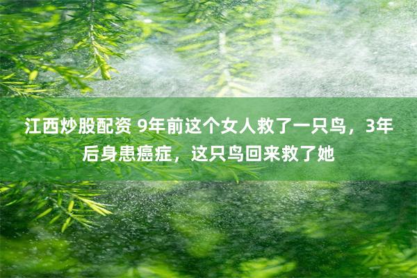 江西炒股配资 9年前这个女人救了一只鸟，3年后身患癌症，这只鸟回来救了她